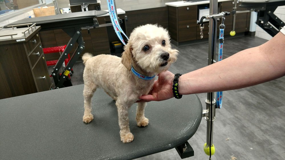 PetSmart Pet Training 213 Greenville Hwy, Hendersonville, NC