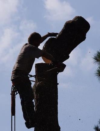 Hampton's Tree Service