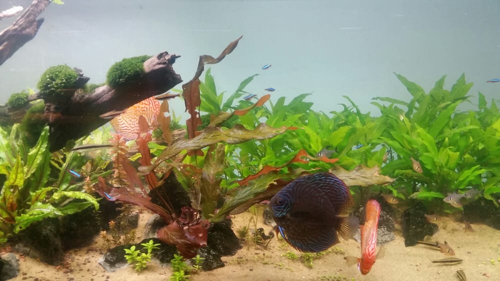 Aquarius Poissons Tropicaux