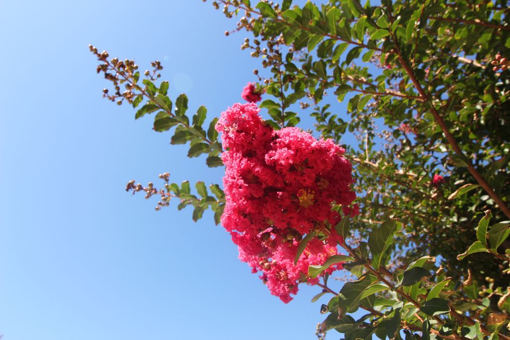 VS Roses Landscaping & Design