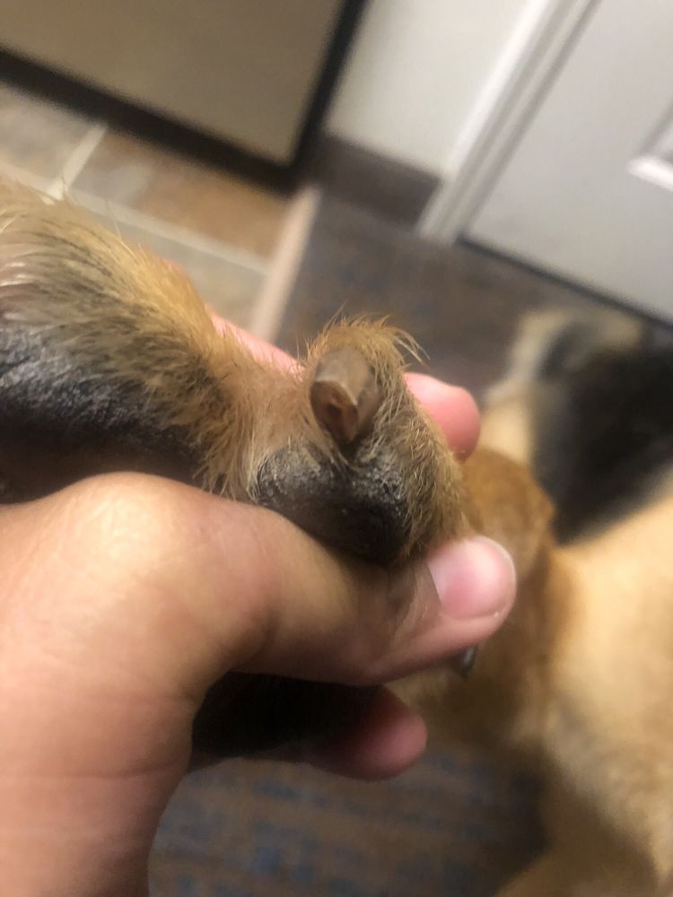 Petco