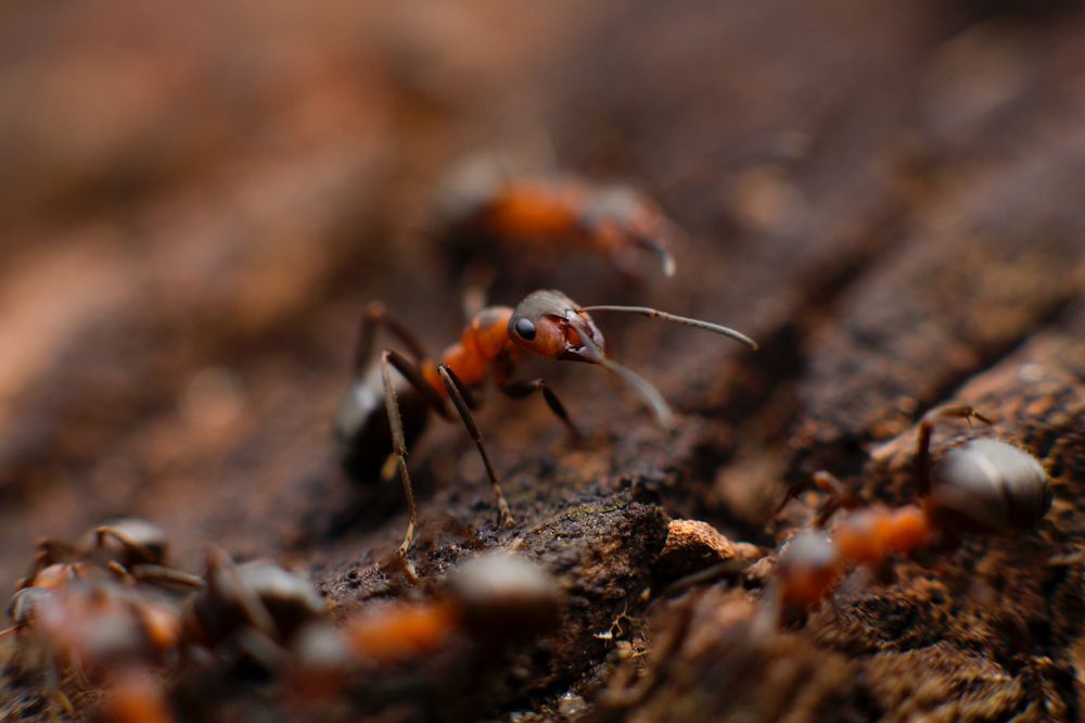 Major Pest Control