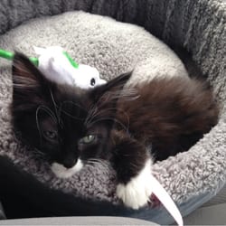 denver dumb friends league jobs