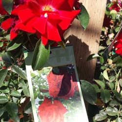 Nurseries Gardening In Phoenix Yelp Whitfill Nurseries