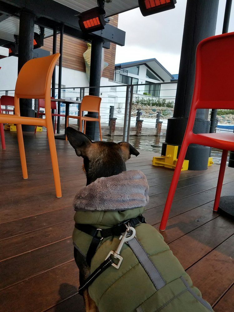 Dog Friendly Restaurants Near San Marcos Dog Friendly Restaurants Near San Marcos