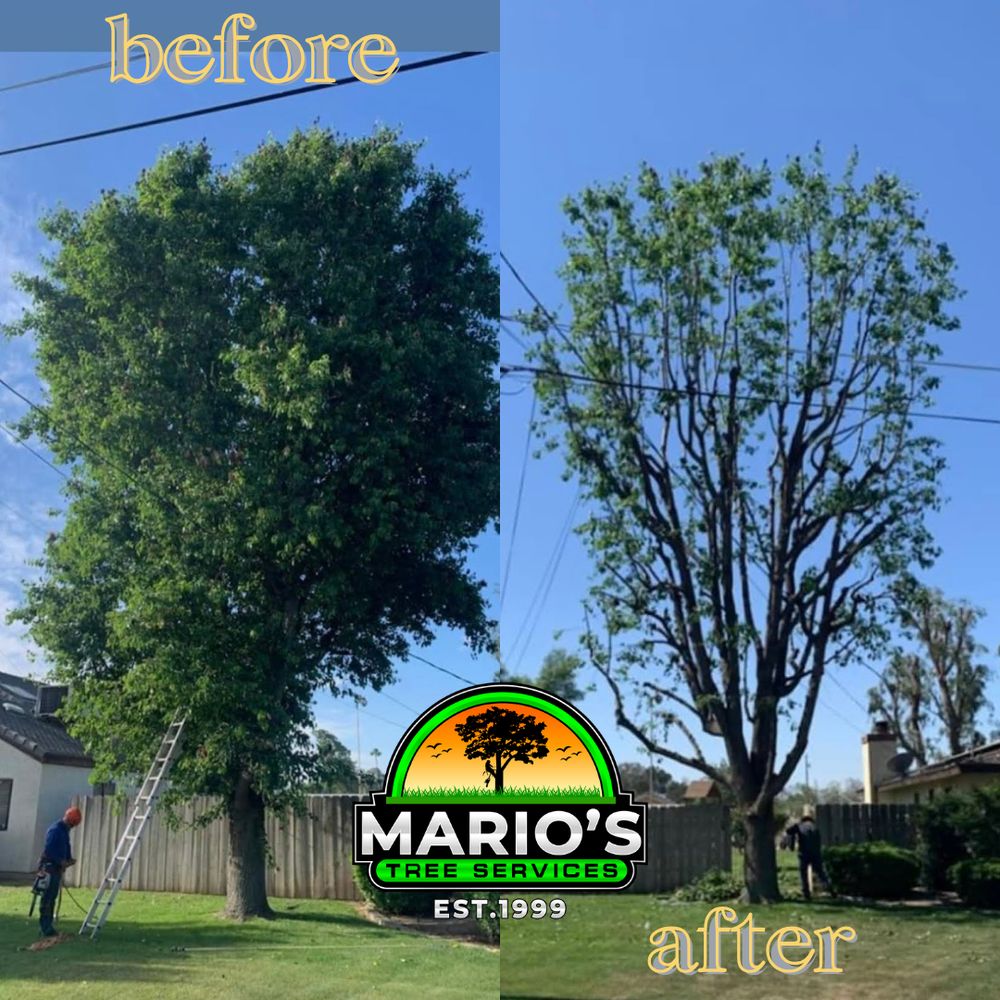 Mario's Tree Services