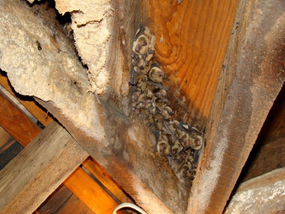 Wildlife Control Specialists