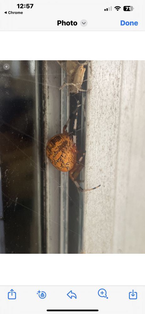 Dart Pest Lawn & Wildlife