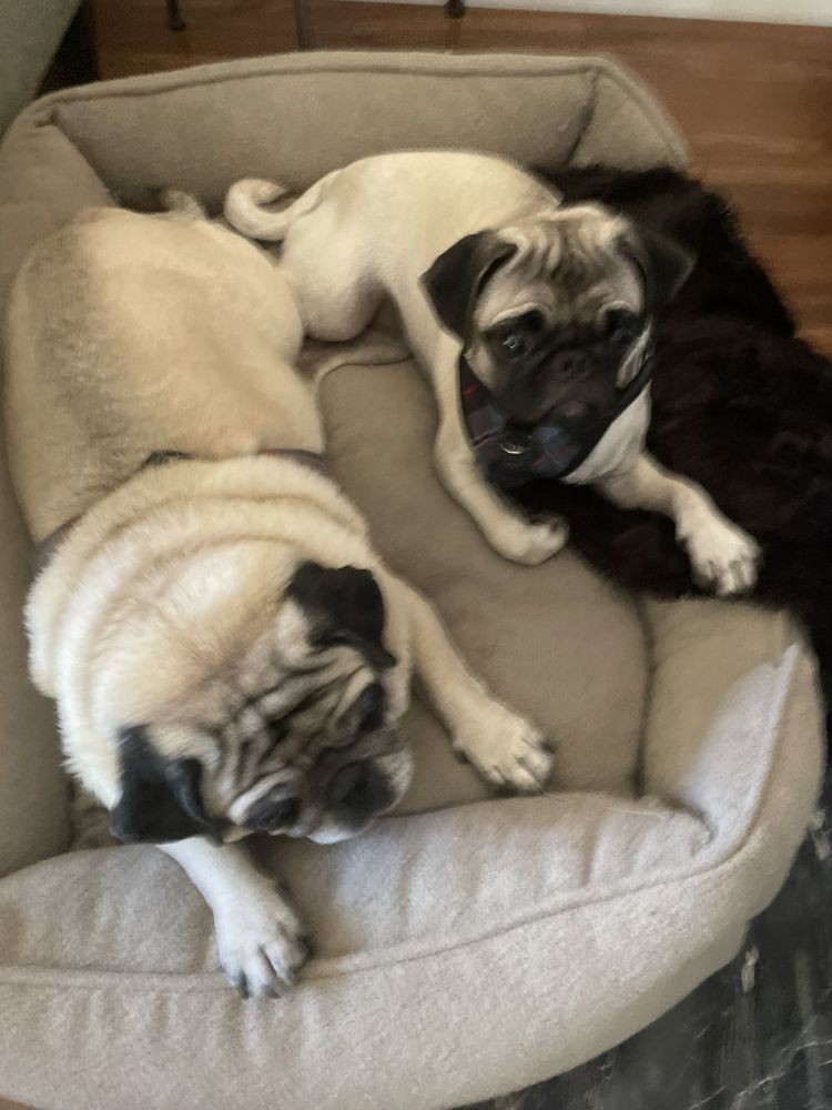 Sweet Tails Pet Sitting