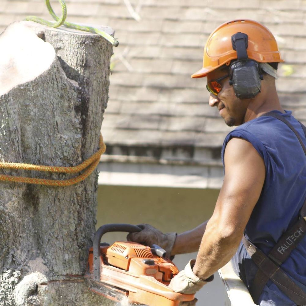 The Tree Barber