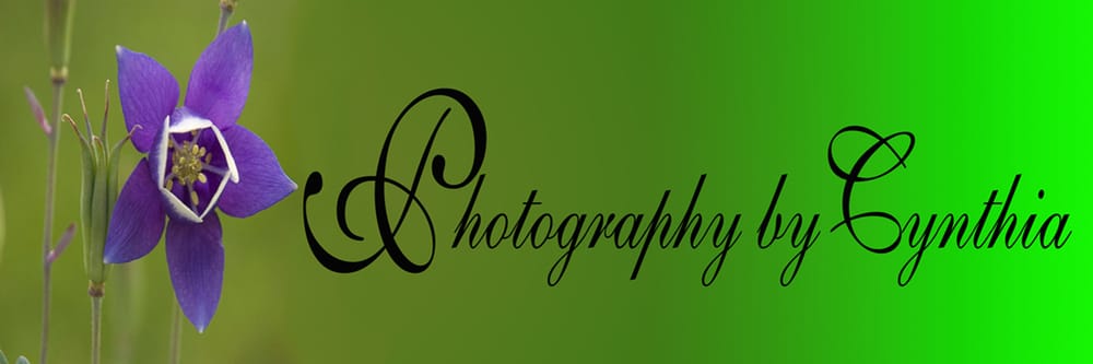 Photography by Cynthia