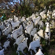 Orchard Nursery Florist 78 Photos 74 Reviews Nurseries Photo Of Orchard Nursery Florist Lafayette Ca United States