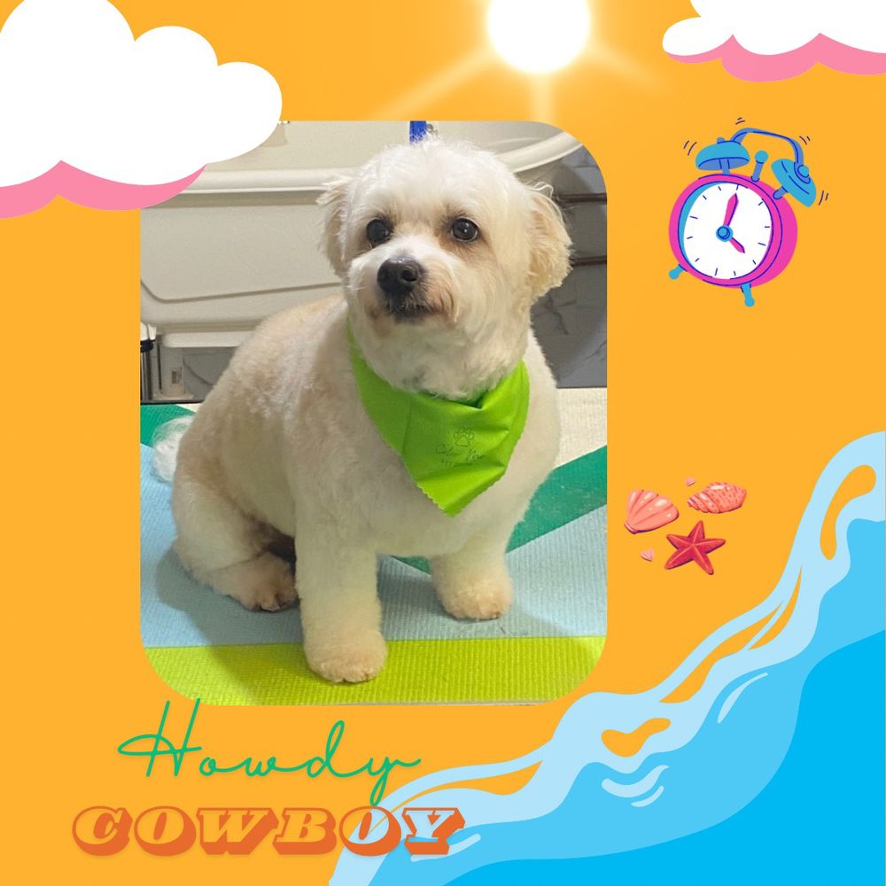 Dog Haircuts Salty Paws Grooming Salon Salty Dog Grooming Salon