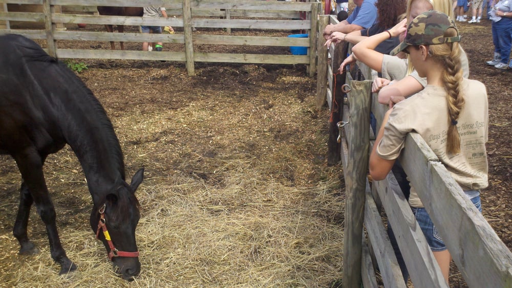 Days End Farm Horse Rescue Animal Shelters 1372 Woodbine Rd