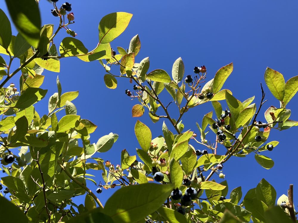 Charlotte's Blueberry Park