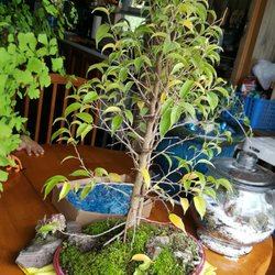 A Bonsai Nursery 10 Reviews Nurseries Gardening 1131 Photo Of A Bonsai Nursery El Cajon Ca United States