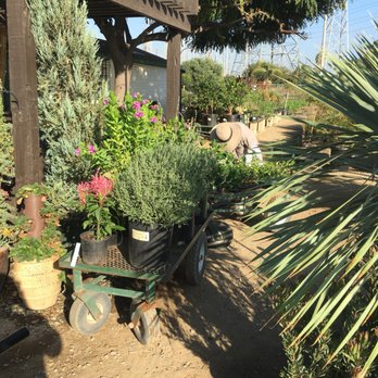 Village Nurseries 73 Photos 34 Reviews Gardening Photo Of Village Nurseries Orange Ca United States Sarah Scanning My
