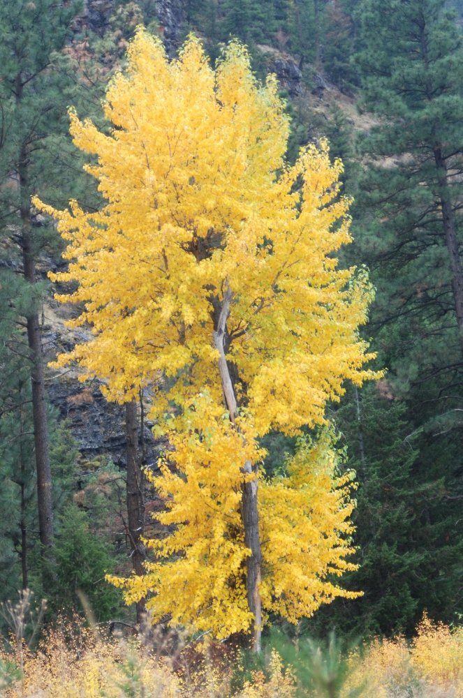 Cottonwood Home Services