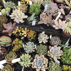 Armstrong Garden Centers 78 Photos 71 Reviews Nurseries Photo Of Armstrong Garden Centers Dublin Ca United States More Succulents