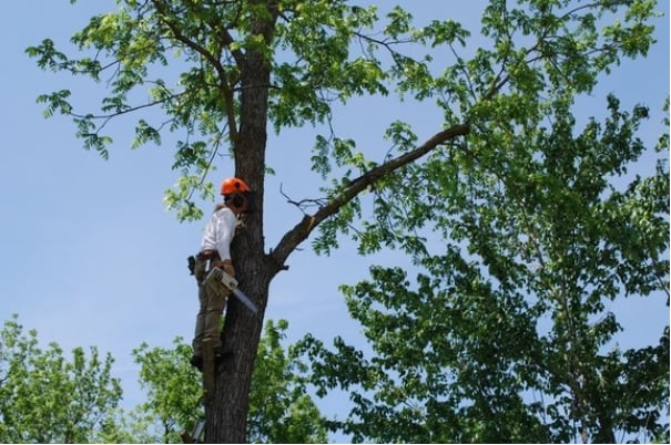 Arbor-Pro