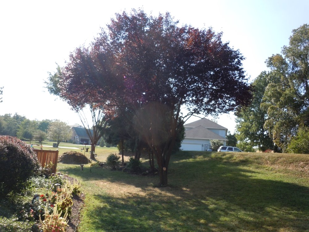 Skyline Tree