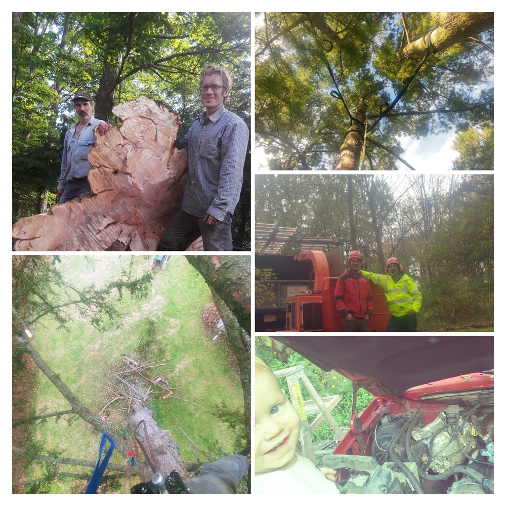 Carver Tree Care