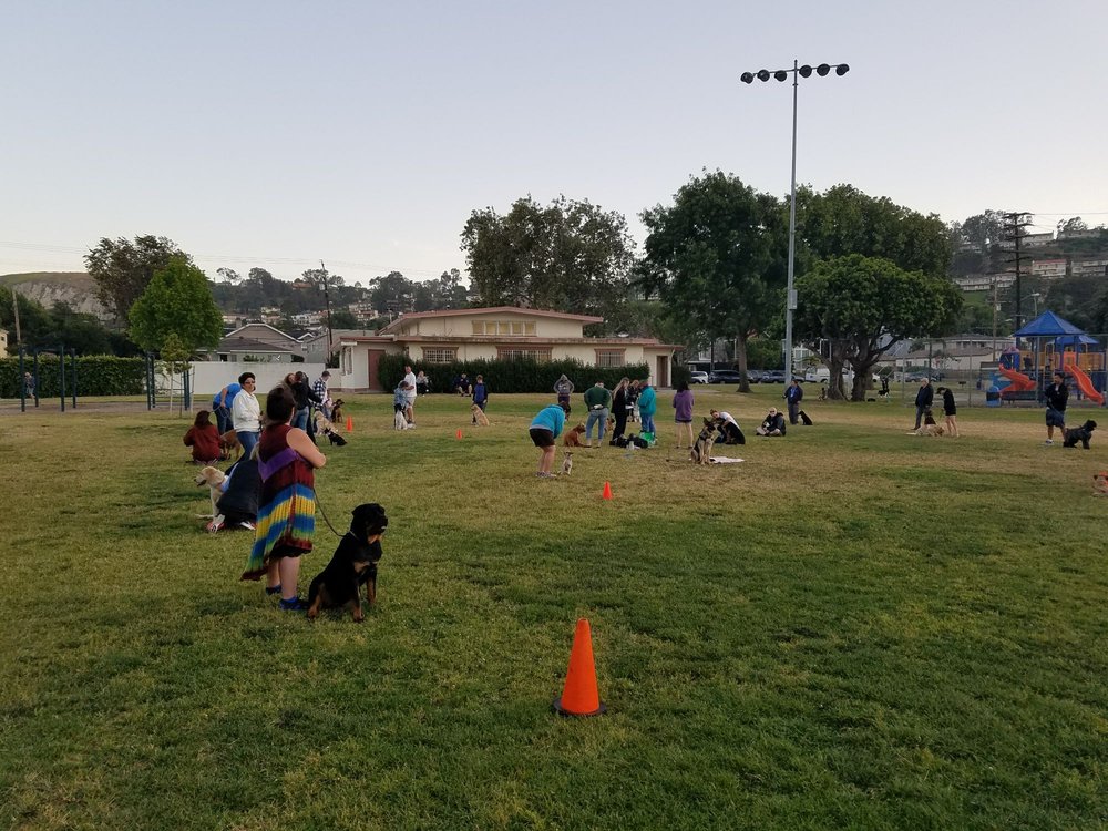 Dog training 101 Yelp