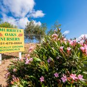 Murrieta Oaks Nursery 32 Photos 11 Reviews Nurseries Photo Of Murrieta Oaks Nursery Ca United States