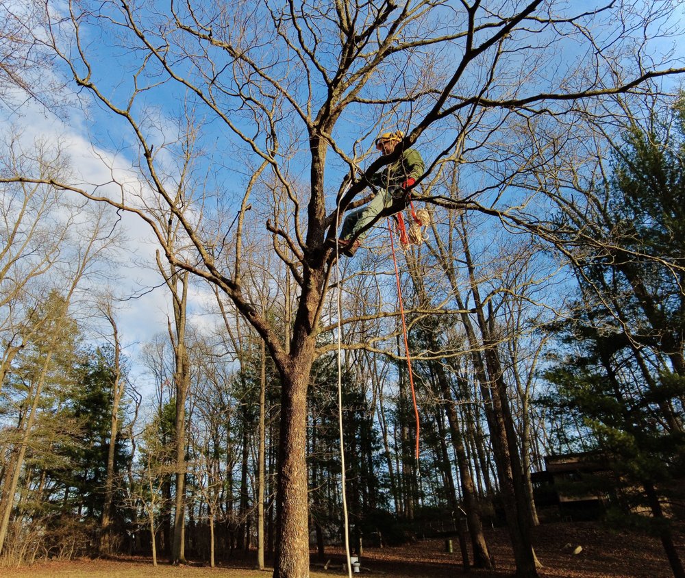 Lumber John's Tree Service