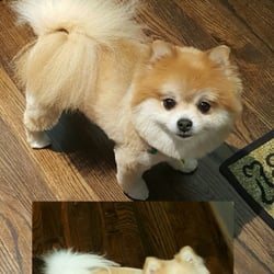heights dog groomers heights dog groomers