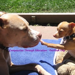 san jose dog adoption san jose dog adoption