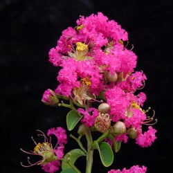 House Nursery Get Quote Florists 2691 E Hwy 175 Kaufman Tx Photo Of House Nursery Kaufman Tx United States 15 45 Gallon