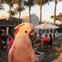Jimmy B S Beach Bar 195 Photos 216 Reviews Bars 6200 Gulf Photo Of Jimmy B S Beach Bar St Pete Fl United States