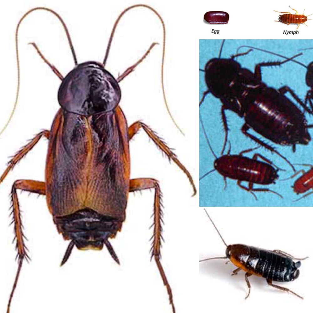 Two Brothers Pest Control