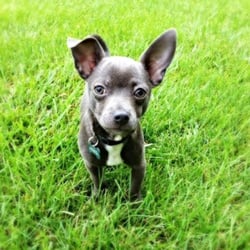 Dog Training In Commerce Township Mi Dog Training In Commerce Township Mi