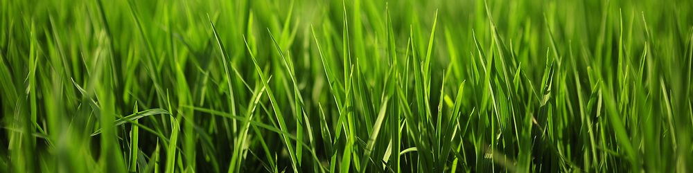 Express Lawn Sprinklers