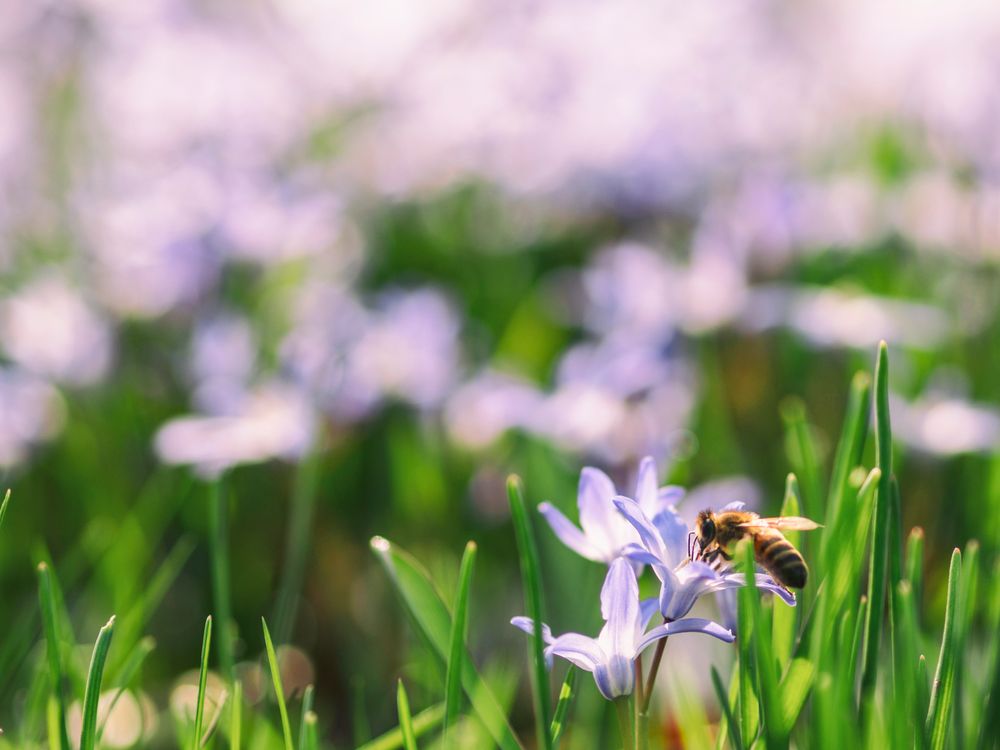 Wildflower Financial