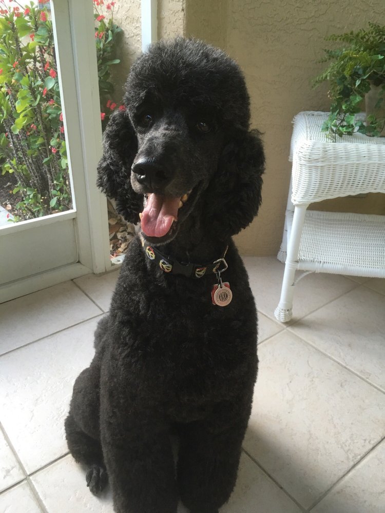 Bark of the Town Pet Salon 10 Reviews Pet Groomers 800 B Venice