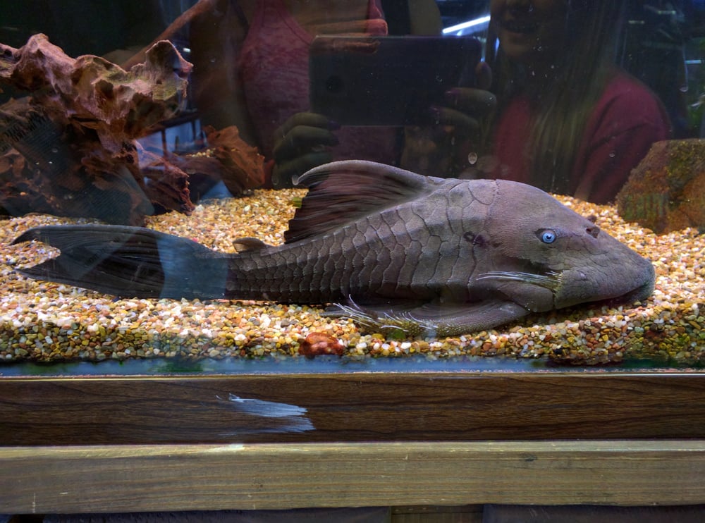 Aquatek Tropical Fish 33 Photos & 91 Reviews Local Fish Stores