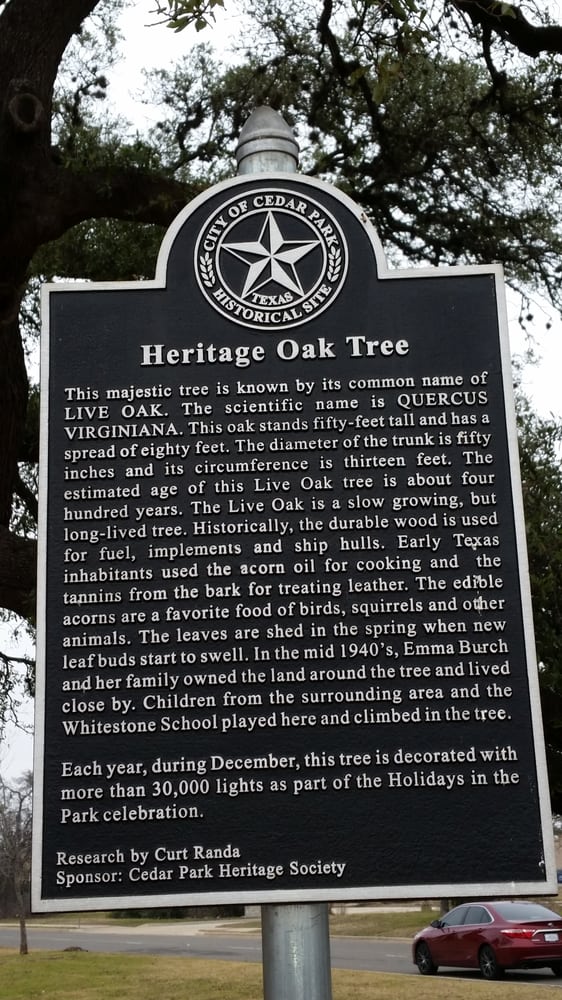Heritage Oak Tree