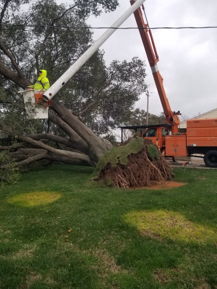 Lone Pine Tree Service