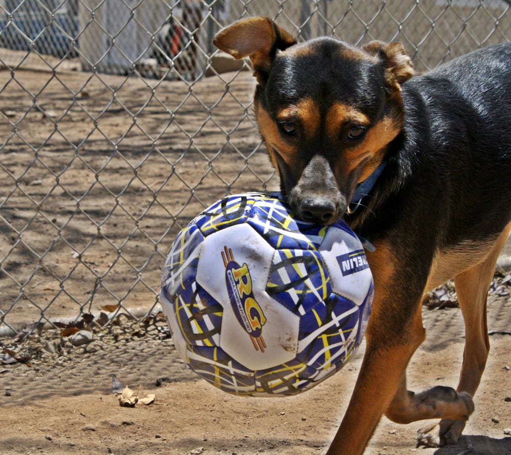 Bouquet Canyon Kennels 39 Photos & 89 Reviews Pet Groomers 29973