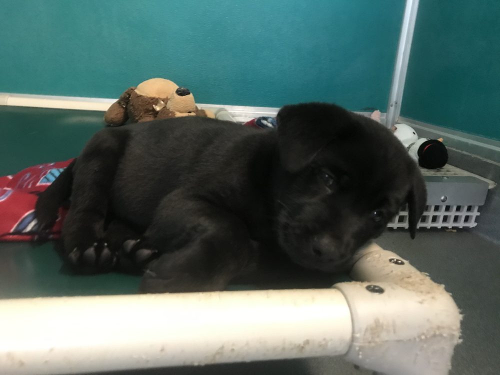 Spca of Northeastern North Carolina