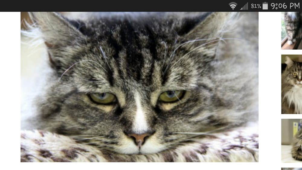 Animal Aid 15 Reviews Animal Shelters 5335 SW 42nd