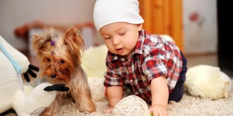The Rug Beater Cleaning Enterprises