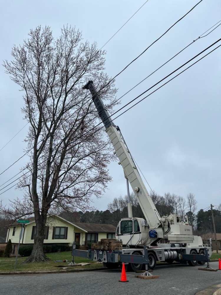 Molina's Tree Service And Landscaping