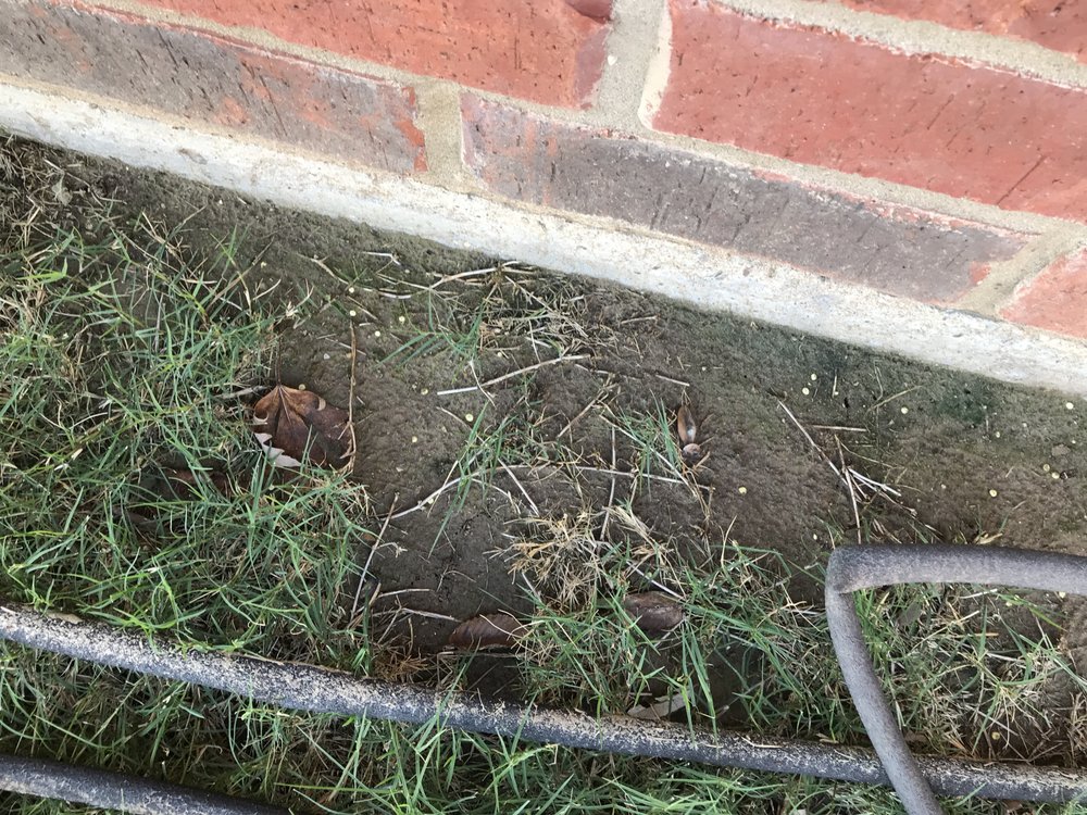 image of business Duffer Foundation Repair