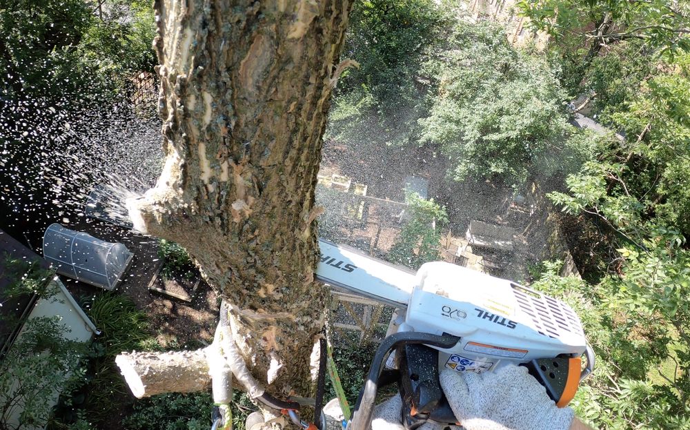MetaSpencer Tree Service