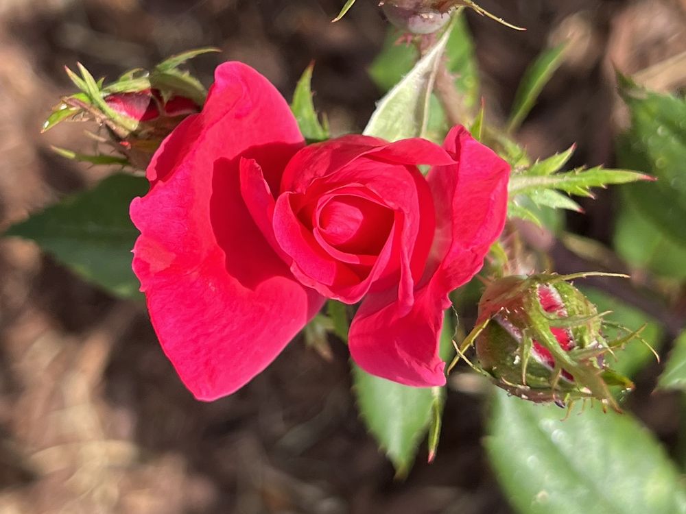 Hampton Inn New Bern