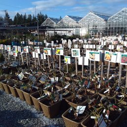 Photos For Sky Nursery Yelp Photo Of Sky Nursery Sline Wa United States